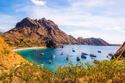 Indonezja Komodo waran Flores